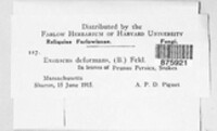 Taphrina deformans image